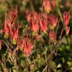 Orlíček kanadský 'Little Lanterns' - Aquilegia canadensis 'Little Lanterns'