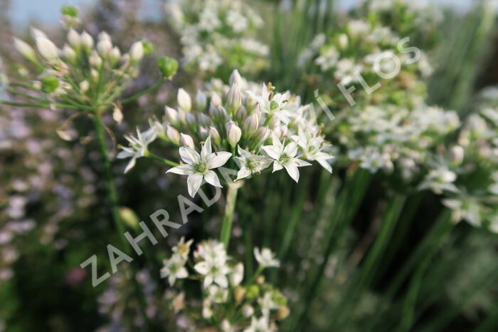 Pažitka čínská - Allium tuberosum