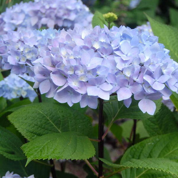 Hortenzie velkolistá So Long 'Ebony' - Hydrangea macrophylla So Long 'Ebony'