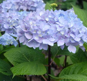 Hortenzie velkolistá So Long 'Ebony' - Hydrangea macrophylla So Long 'Ebony'