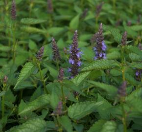 Agastache 'Little Adder' - Agastache hybrida 'Little Adder'