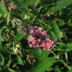 Motýlí keř, Komule 'Flower Power' - Buddleja weyeriana 'Flower Power'