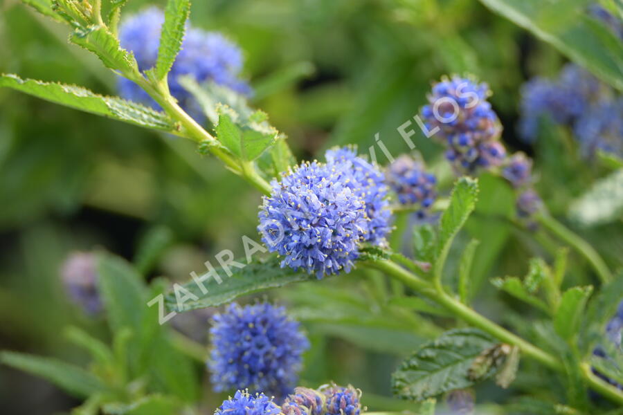 Latnatec 'Blue Diamond' - Ceanothus 'Blue Diamond'