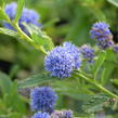 Latnatec 'Blue Diamond' - Ceanothus 'Blue Diamond'