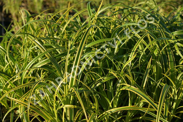 Ostřice 'Rekohu Sunrise' - Carex trifida 'Rekohu Sunrise'