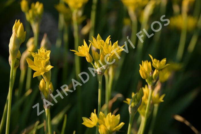 Česnek zlatožlutý - Allium moly