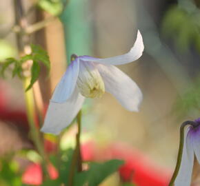 Plamének alpský 'Willy' - Clematis alpina 'Willy'