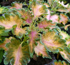 Pokojová kopřiva 'Malibu Apricot' - Coleus blumei 'Malibu Apricot'