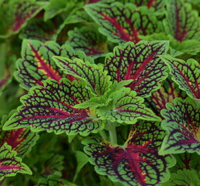 Pokojová kopřiva 'Spacecake' - Coleus blumei 'Spacecake'