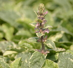 Zběhovec plazivý 'Pink Lightning' - Ajuga reptans 'Pink Lightning'