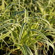 Ostřice ošimenská 'Feather Falls' - Carex oshimensis 'Feather Falls'