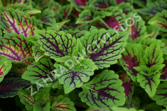 Pokojová kopřiva 'Oxford Street' - Coleus blumei 'Oxford Street'