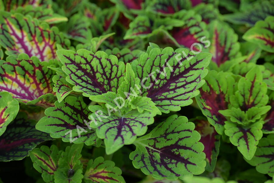 Pokojová kopřiva 'Oxford Street' - Coleus blumei 'Oxford Street'