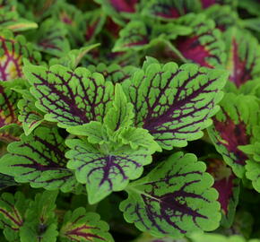 Pokojová kopřiva 'Oxford Street' - Coleus blumei 'Oxford Street'