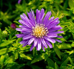 Hvězdnice keříčkovitá 'Island Samoa' - Aster dumosus 'Island Samoa'