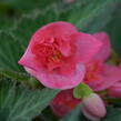 Begónie 'I'conia Portofino First Kiss' - Begonia 'I'conia Portofino First Kiss'