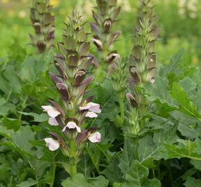 Paznehtník měkký 'Morning Candle' - Acanthus mollis 'Morning Candle'