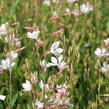 Svíčkovec 'Flamingo White' - Gaura lindheimeri 'Flamingo White'