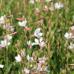 Svíčkovec 'Flamingo White' - Gaura lindheimeri 'Flamingo White'