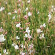 Svíčkovec 'Flamingo White' - Gaura lindheimeri 'Flamingo White'