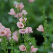 Ostruhatka 'My Darling Peach' - Diascia elegans 'My Darling Peach'