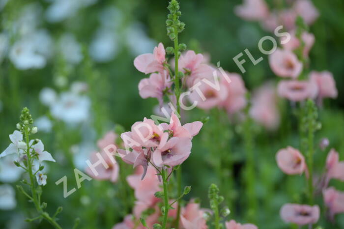 Ostruhatka 'My Darling Peach' - Diascia elegans 'My Darling Peach'