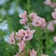 Ostruhatka 'My Darling Peach' - Diascia elegans 'My Darling Peach'