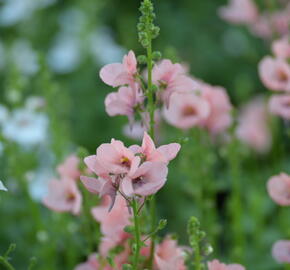 Ostruhatka 'My Darling Peach' - Diascia elegans 'My Darling Peach'