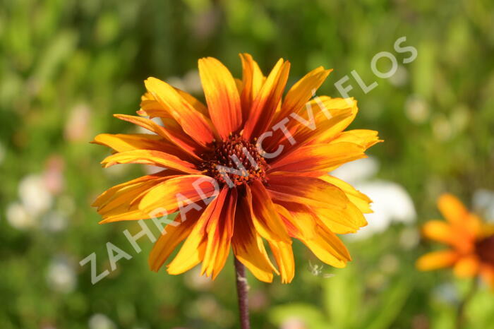 Janeba drsná 'Helios Fireball' - Heliopsis helianthoides 'Helios Fireball'