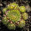 Netřesk ‘Fimbriatum’ - Sempervivum roseum ‘Fimbriatum’