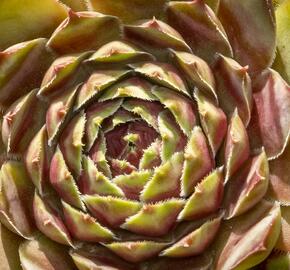 Netřesk - Sempervivum pyrenaicum