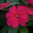 Netýkavka 'Sun Standing Ruby Red' - Impatiens Neu-Guinea 'Sun Standing Ruby Red'