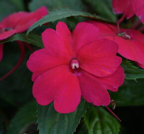 Netýkavka 'Sun Standing Ruby Red' - Impatiens Neu Guinea 'Sun Standing Ruby Red'