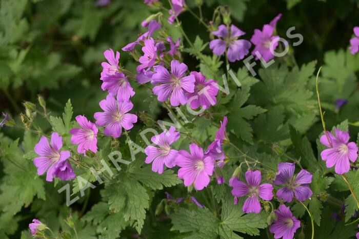 Kakost 'Sirak' - Geranium 'Sirak'