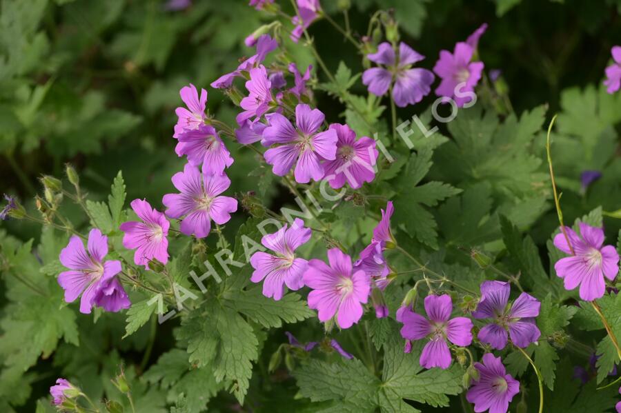 Kakost 'Sirak' - Geranium 'Sirak'