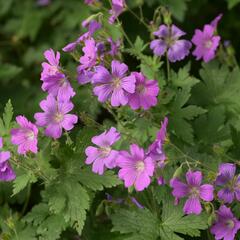 Kakost 'Sirak' - Geranium 'Sirak'