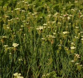 Hvozdík Knapův - Dianthus knappii