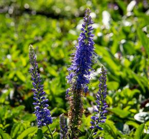 Rozrazil klasnatý 'Baby Blue' - Veronica spicata 'Baby Blue'