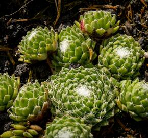 Netřesk 'Silberling' - Sempervivum 'Silberling'