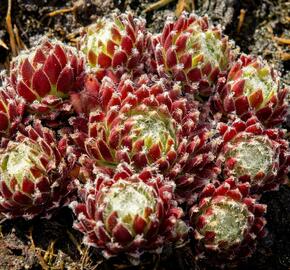 Netřesk 'Sprite' - Sempervivum 'Sprite'