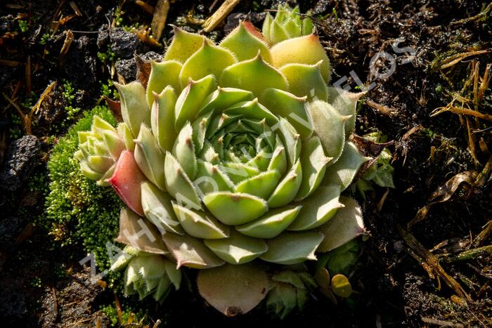 Netřesk 'Triste' - Sempervivum 'Triste'