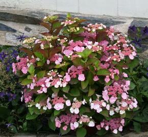 Hortenzie velkolistá Dolce 'Gipsy' - Hydrangea macrophylla Dolce 'Gipsy'