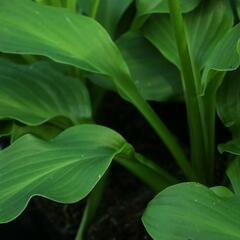 Bohyška vlnitolistá - Hosta undulata