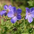 Kakost himalájský 'Johnson's Blue' - Geranium himalayense 'Johnson's Blue'