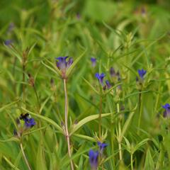 Hořec dahurský - Gentiana dahurica