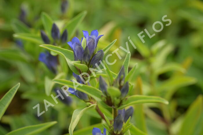 Hořec křížatý - Gentiana cruciata