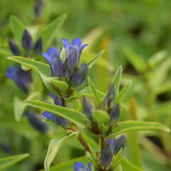 Hořec křížatý - Gentiana cruciata