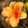 Denivka 'Bertie Ferris' - Hemerocallis 'Bertie Ferris'