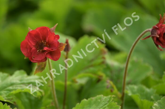 Kuklík 'Flames of Passion' - Geum 'Flames of Passion'