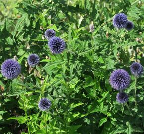 Bělotrn modrý - Echinops ritro